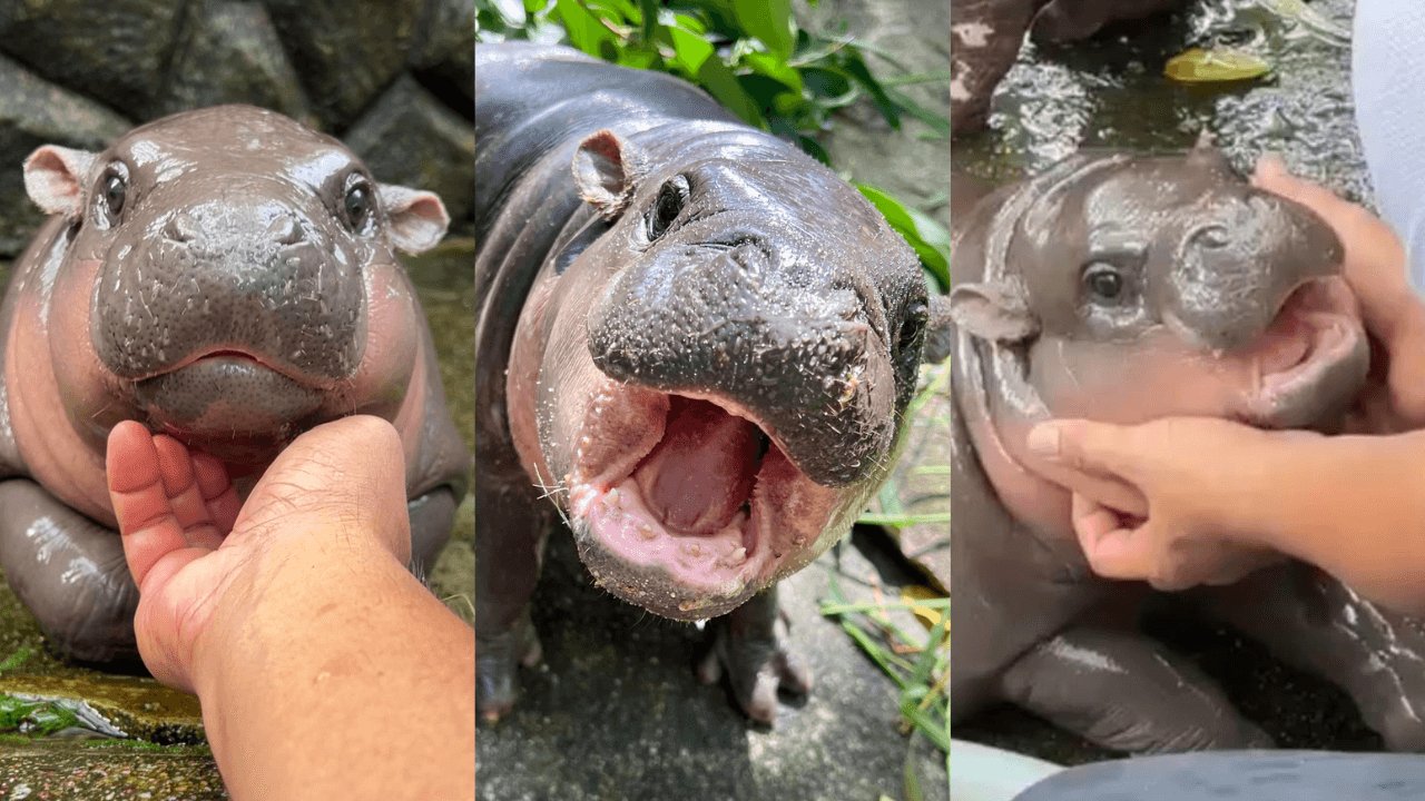 Moo Deng the Pygmy Hippo: Discover the Viral Internet Sensation Capturing Hearts Worldwide - Chromatic Safari