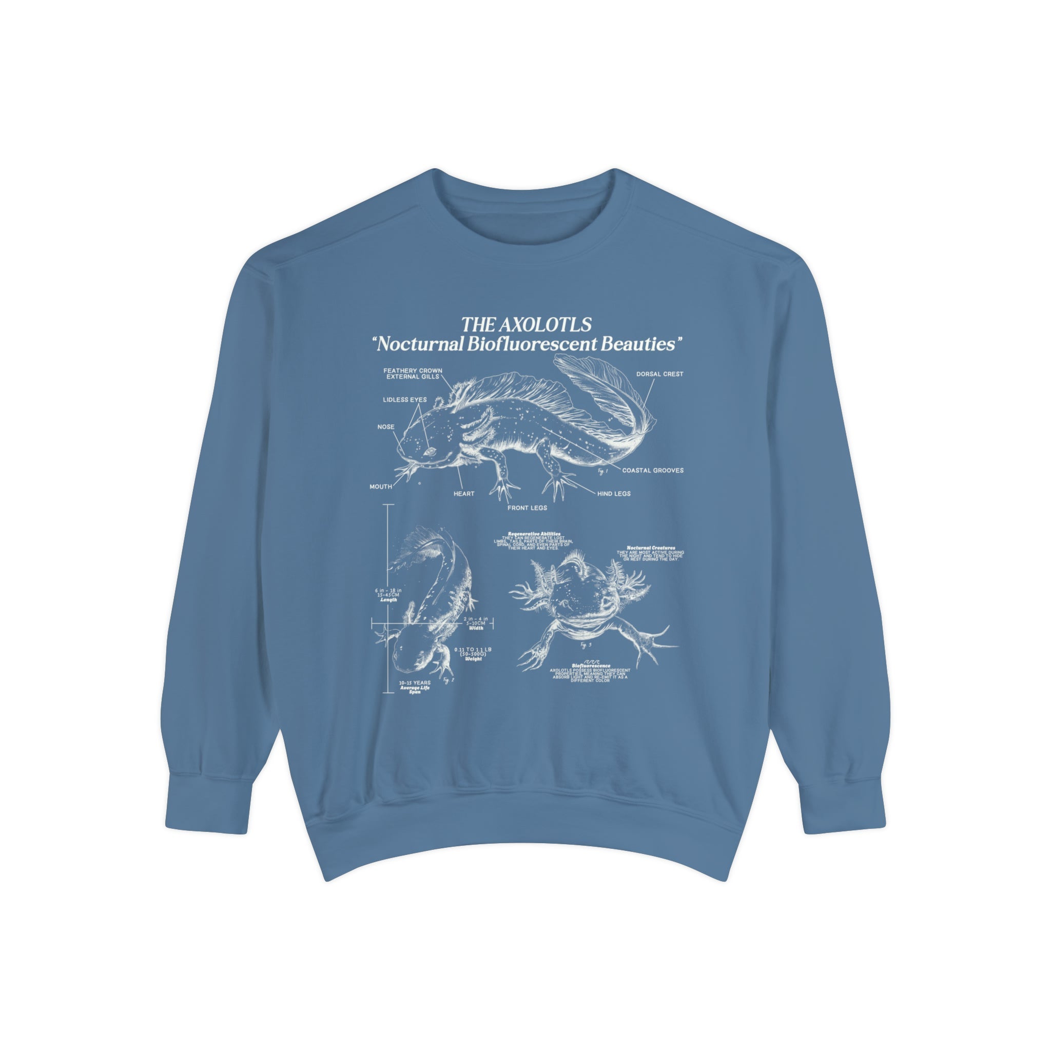 Axolotl Sweatshirt Pullover | Amphibian Anatomy Sweatshirt | Gift for Fish Keeper | Luxury Comfort Colors Sweatshirt - Sweatshirt - Chromatic Safari - Blue Jean - S