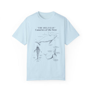 Beluga Shirt - Anatomical Illustration Comfort Colors Shirt - Ocean Conservation Shirt - Gift for Beluga Whale Lovers & Ocean Advocates - T-Shirt - Chromatic Safari - Chambray - S