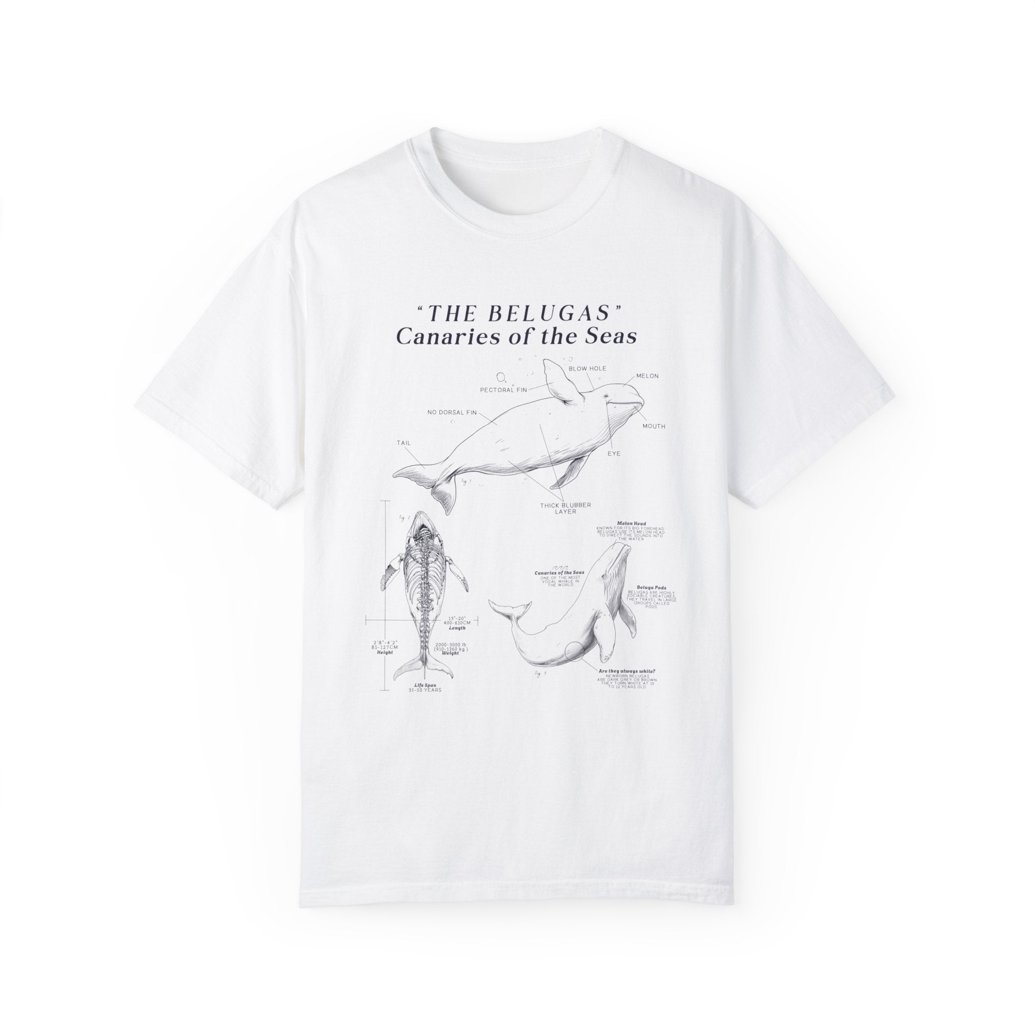 Beluga Shirt - Anatomical Illustration Comfort Colors Shirt - Ocean Conservation Shirt - Gift for Beluga Whale Lovers & Ocean Advocates - T-Shirt - Chromatic Safari - White - S