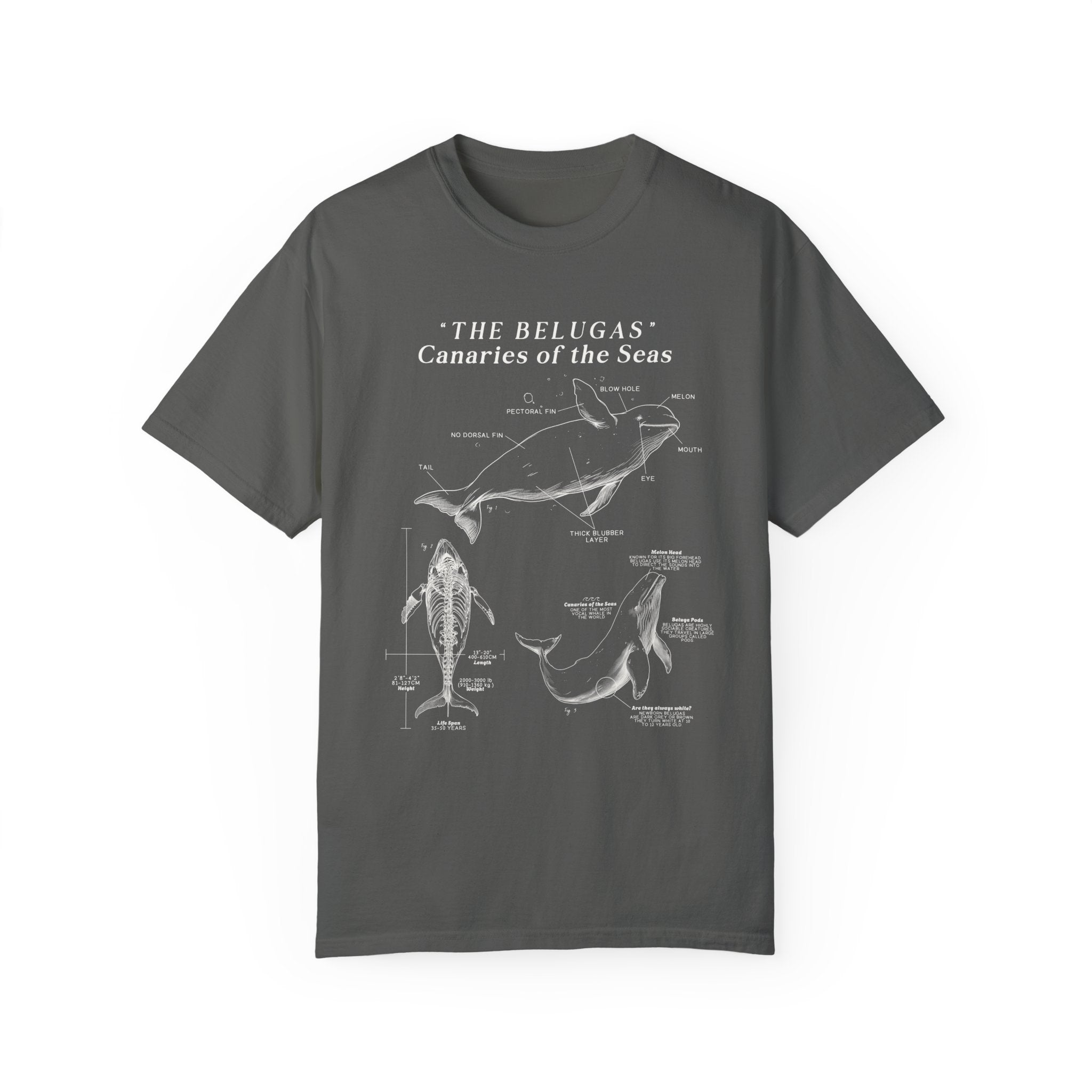 Beluga Shirt - Anatomical Illustration Comfort Colors Shirt - Ocean Conservation Shirt - Gift for Beluga Whale Lovers & Ocean Advocates - T-Shirt - Chromatic Safari - Pepper - S
