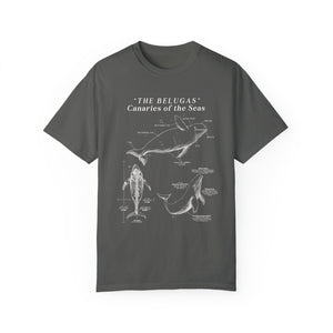 Beluga Shirt - Anatomical Illustration Comfort Colors Shirt - Ocean Conservation Shirt - Gift for Beluga Whale Lovers & Ocean Advocates - T-Shirt - Chromatic Safari - Pepper - S