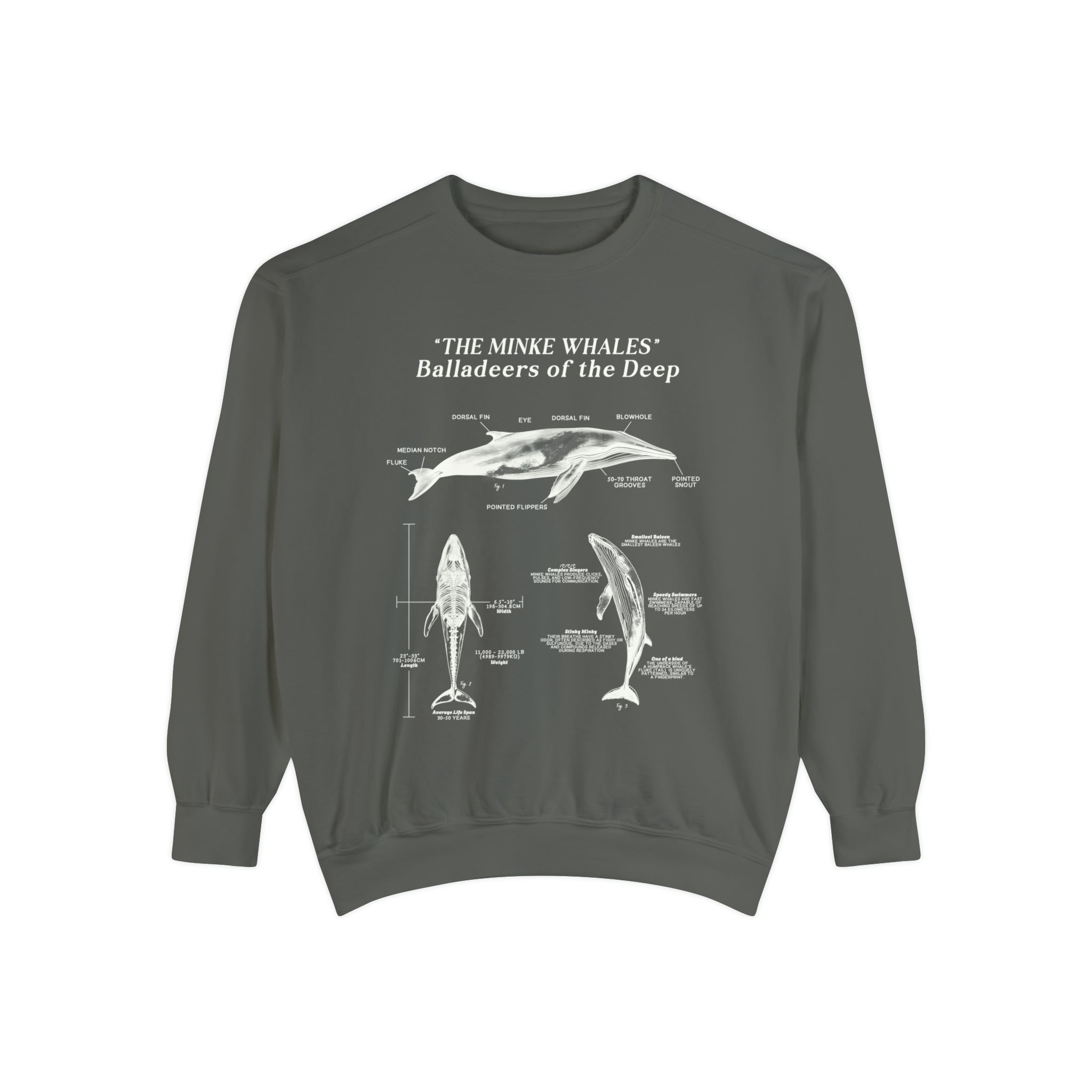 Minke Whale Anatomy Sweatshirt: Statement Pullover for Surfers and Scuba Divers - Sweatshirt - Chromatic Safari - Pepper - S